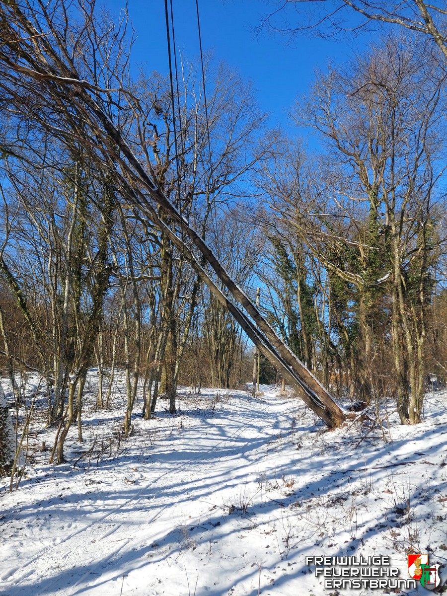 Baum auf Stromleitung