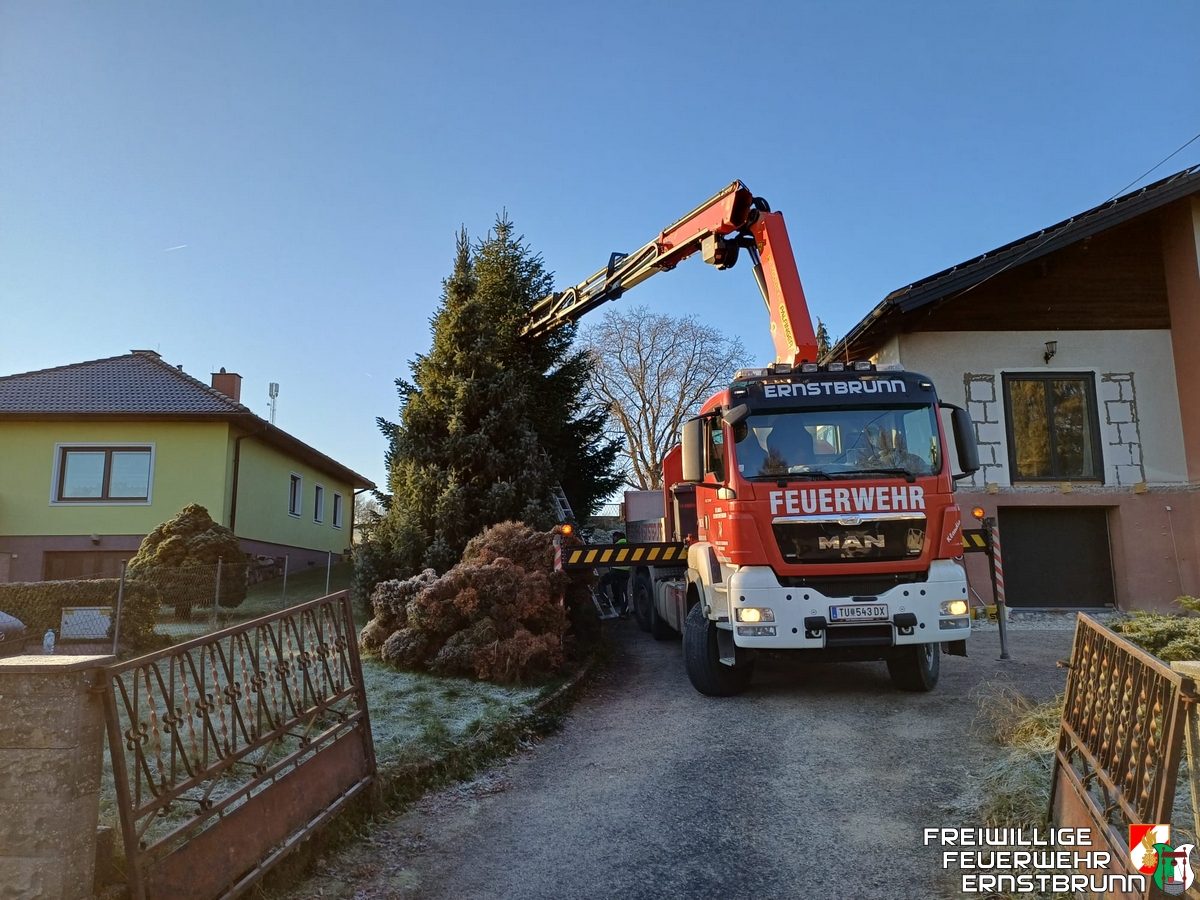 Christbaum für den Hauptplatz Ernstbrunn