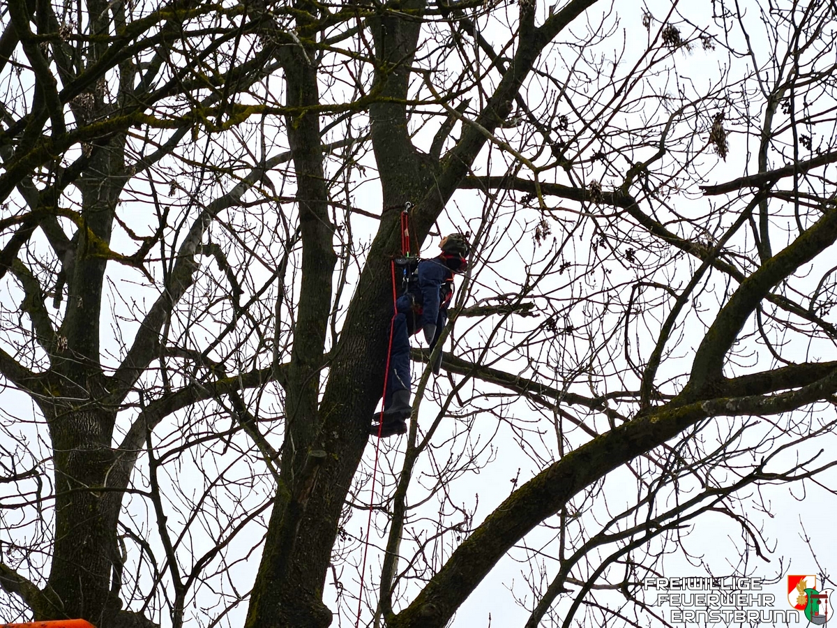 Menschenrettung aus einem Baum