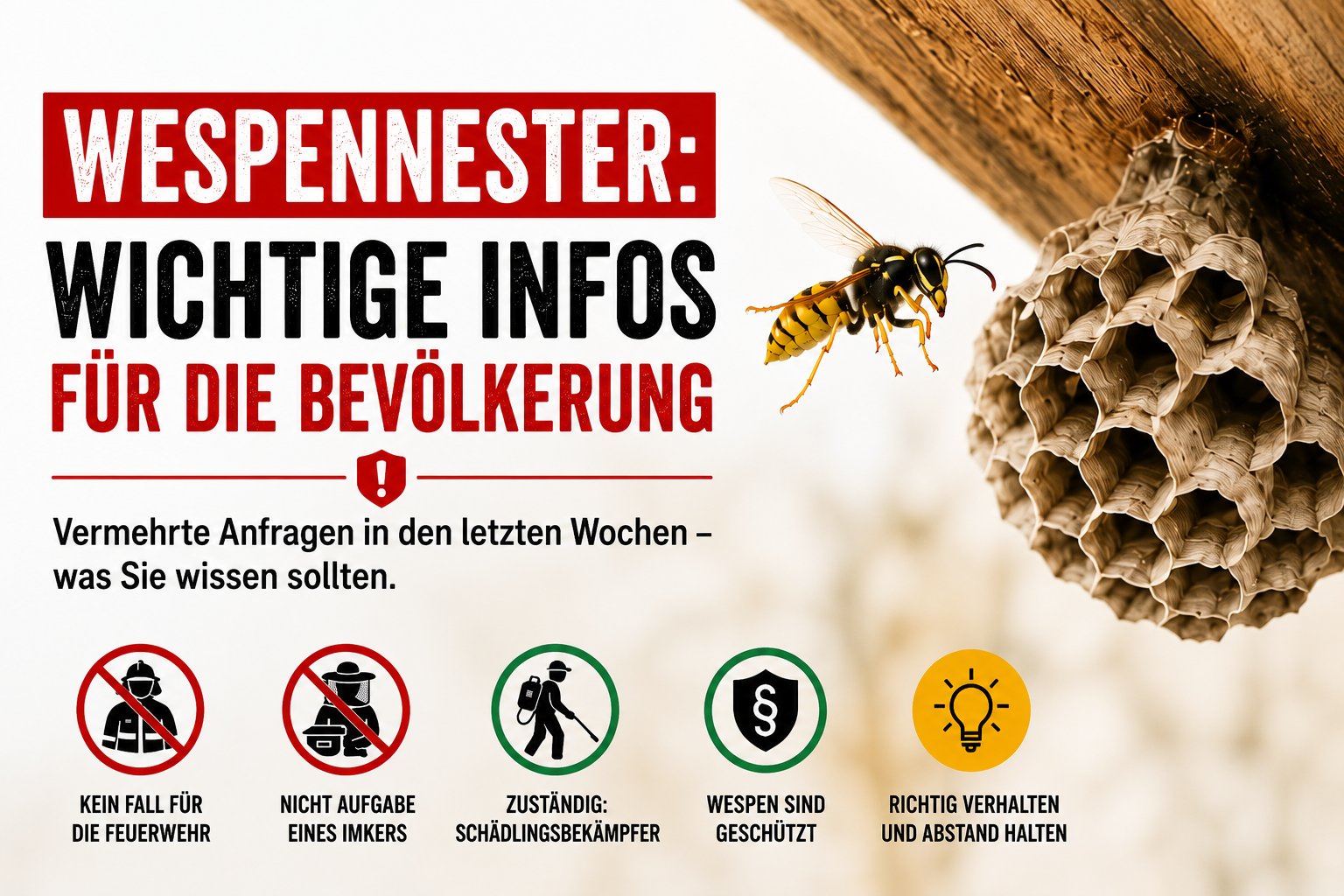 Vermehrte Anfragen zu Wespennestern